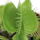 Illustration for article titled The Best Places to Buy Houseplants Onlineem/em